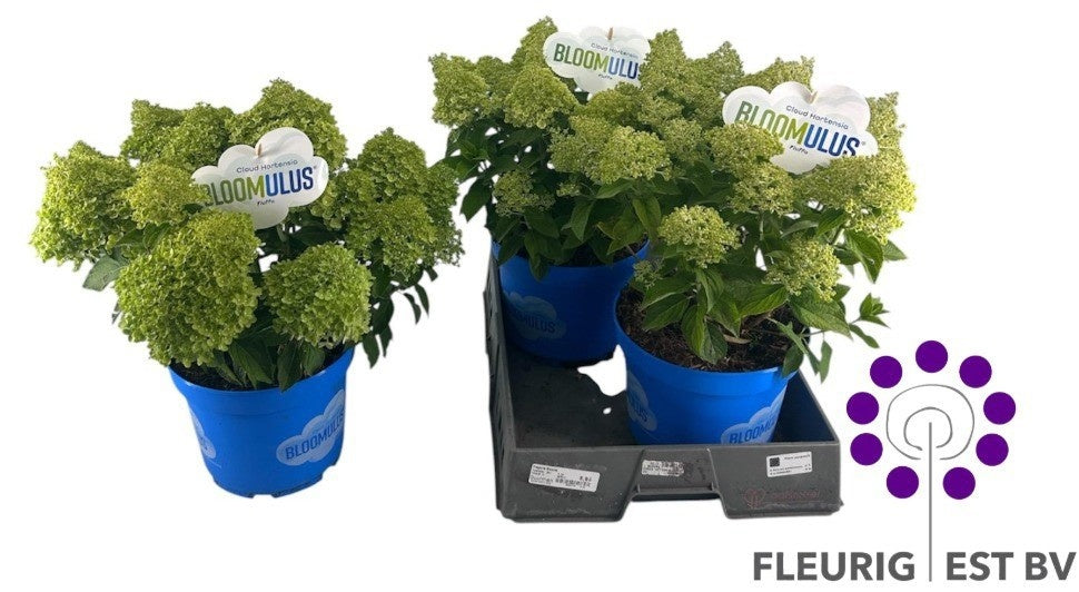 Hydrangea pan. Bloomulus Fluffa 70cm 23cm Pot