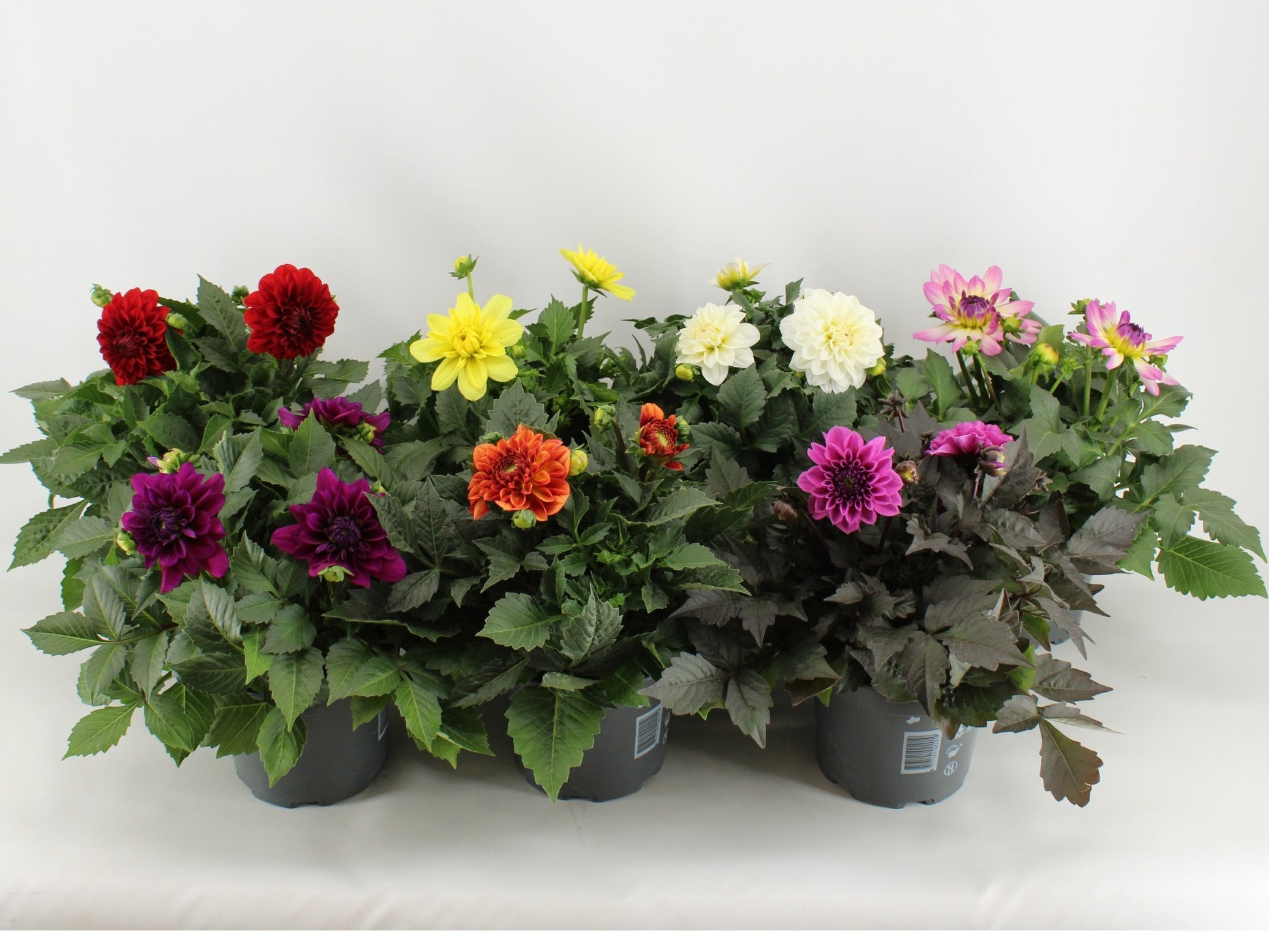 Dahlia Hypnotica mix CC 45cm 17cm Pot