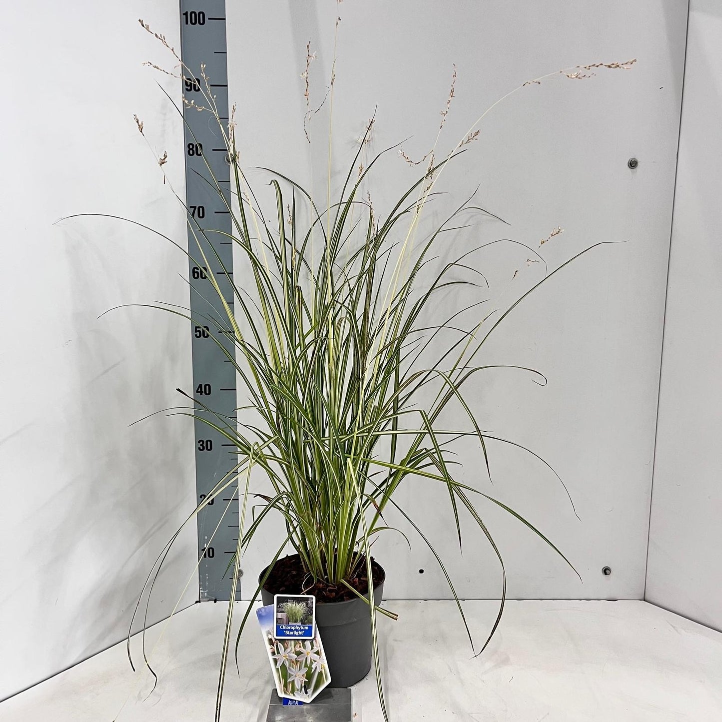 Miscanthus sinensis 70cm 19cm Pot
