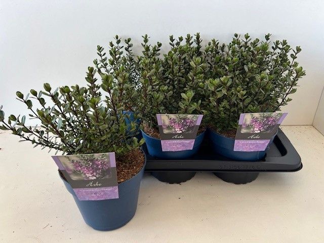 Hebe mix 28cm 17cm Pot