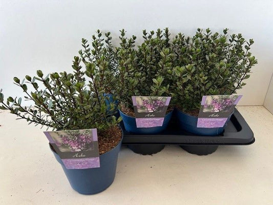 Hebe mix 28cm 17cm Pot