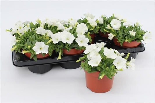 Petunia Surfinia Baby White 15cm 13cm Pot