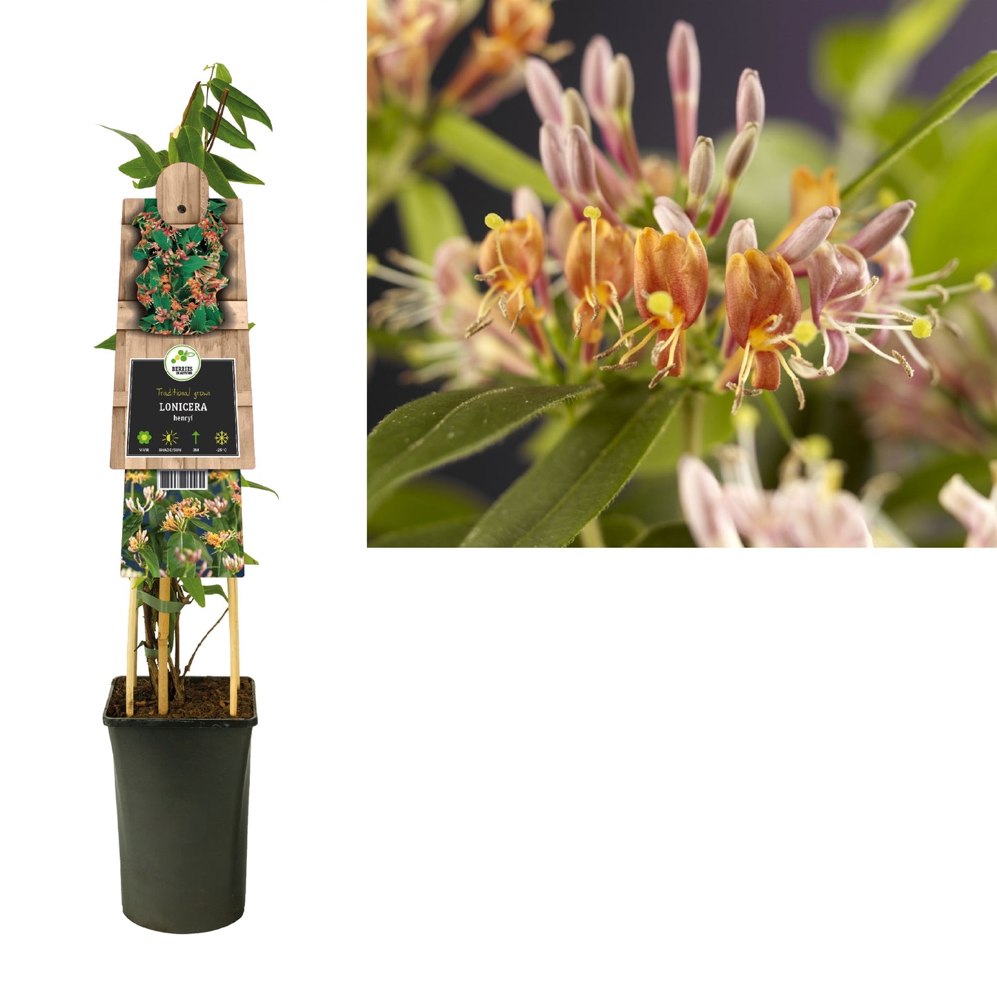 Lonicera henryi 75cm 17cm Pot