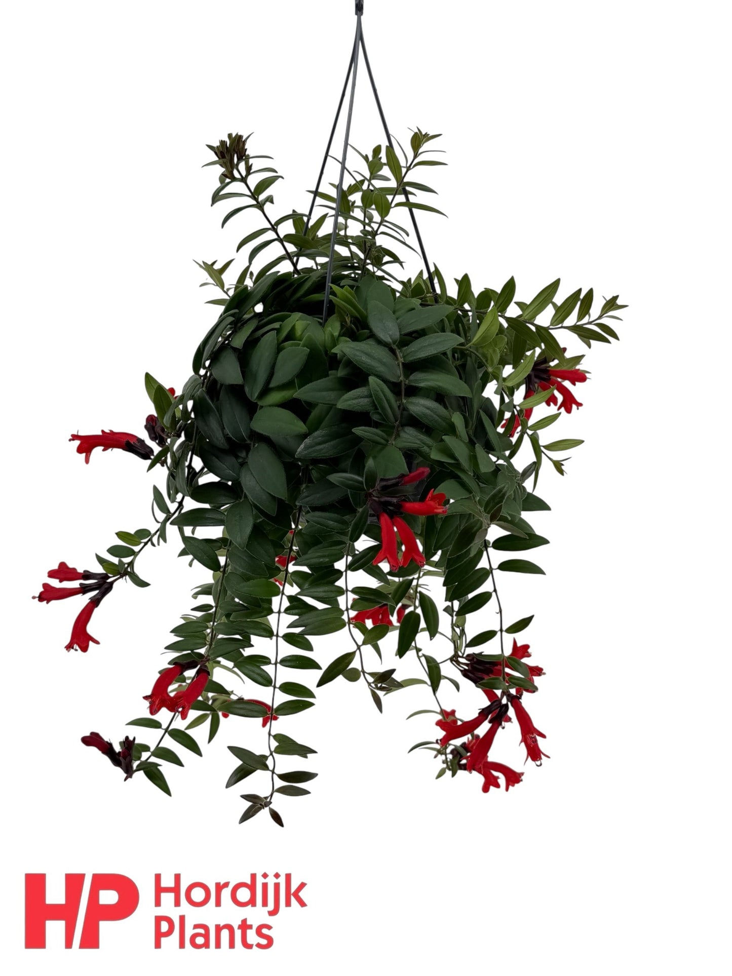 Aeschynanthus Caro Improved Hanging Basket 40cm 15cm Pot