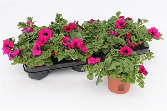 Petunia Purple 15cm 510cm Pot