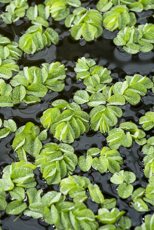 Salvinia natans 2cm Pot
