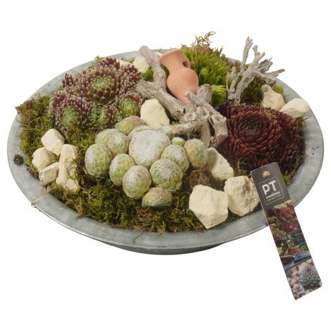 PTS7332 Arrangementen Sempervivum 15cm 29cm Pot