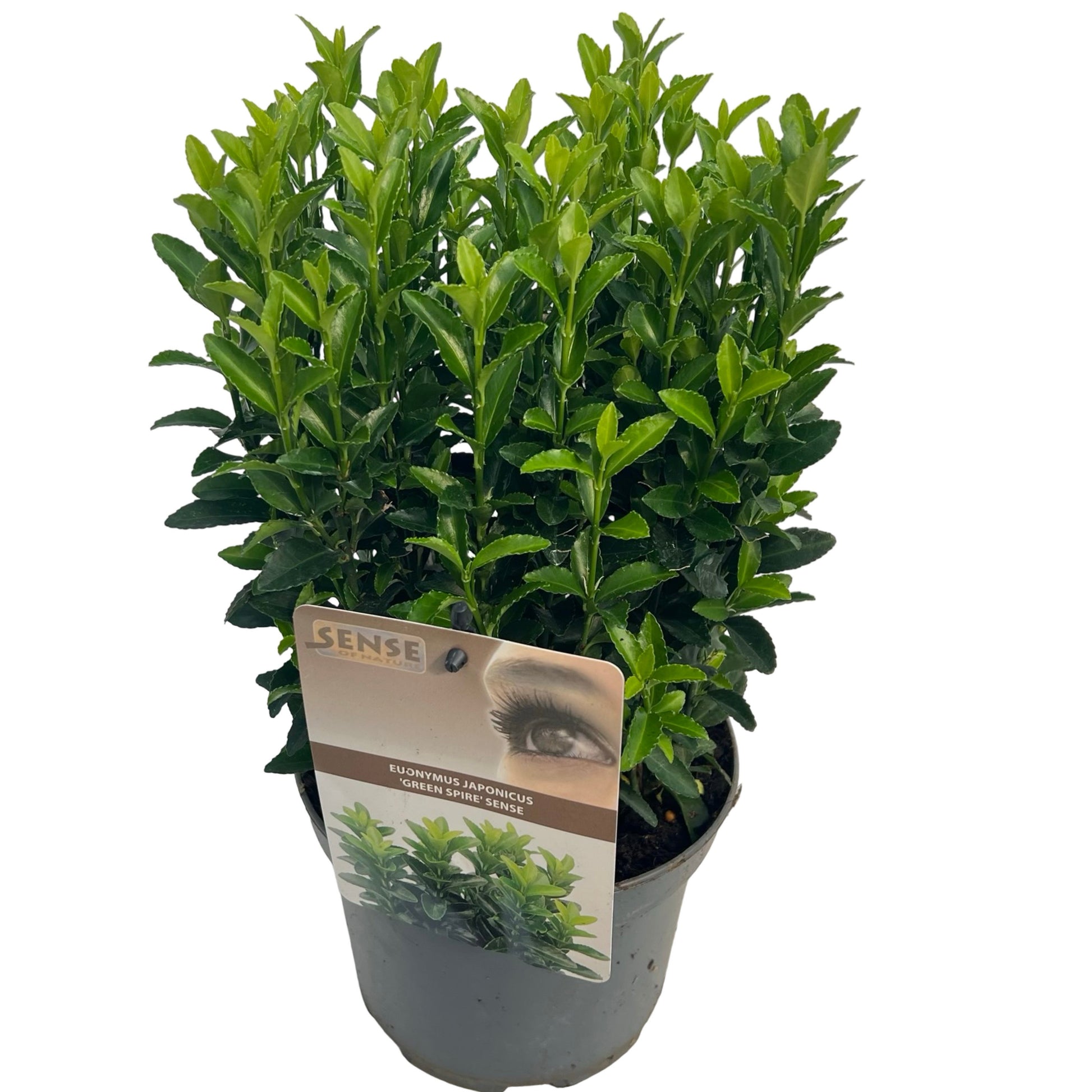 Euonymus jap. Jean Hugues 35cm 17cm Pot