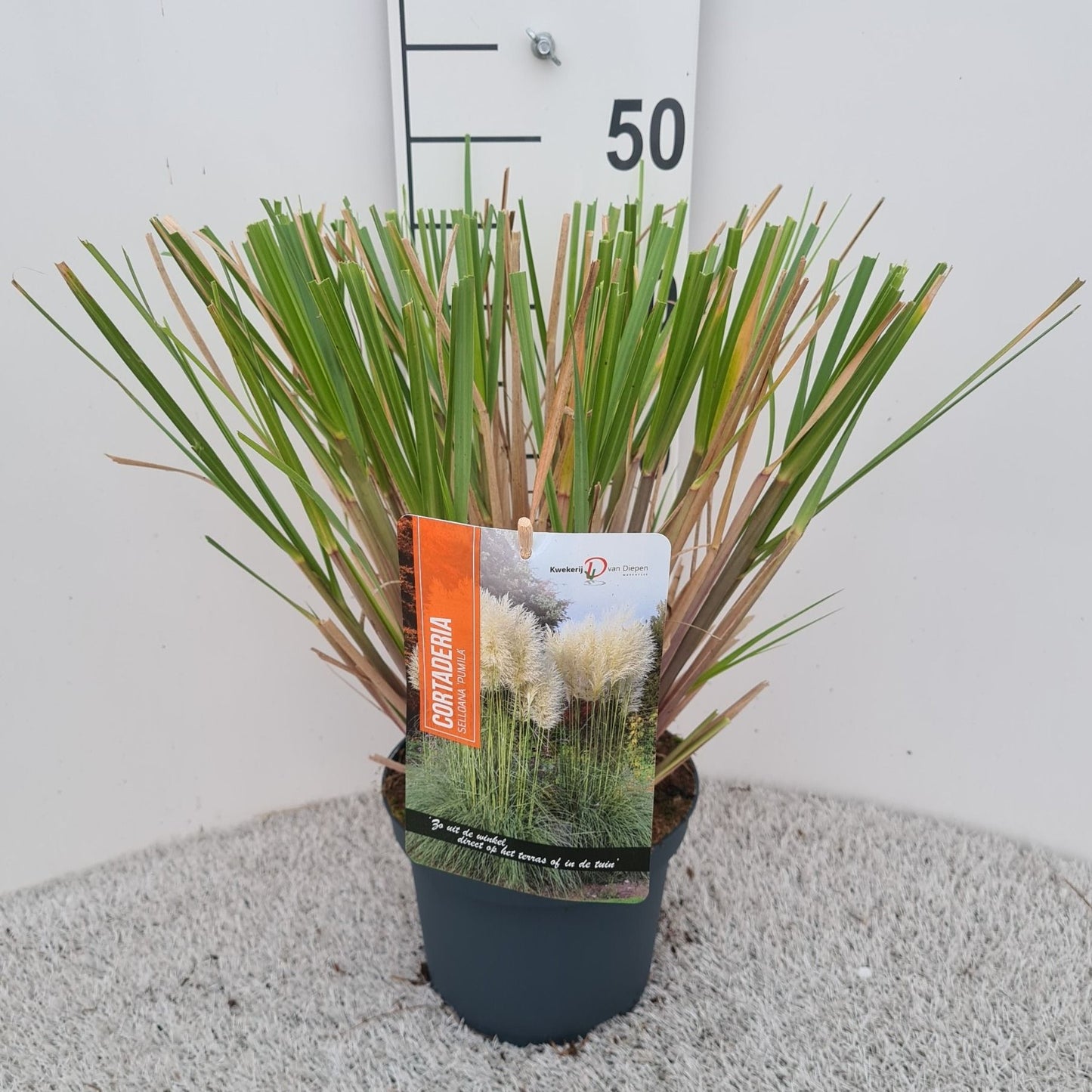 Cortaderia sel. Pumila 40cm 19cm Pot