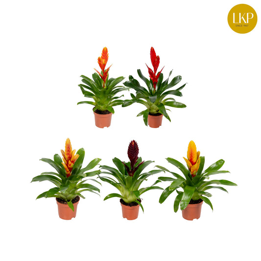 Vriesea mix 30cm 10.5cm Pot