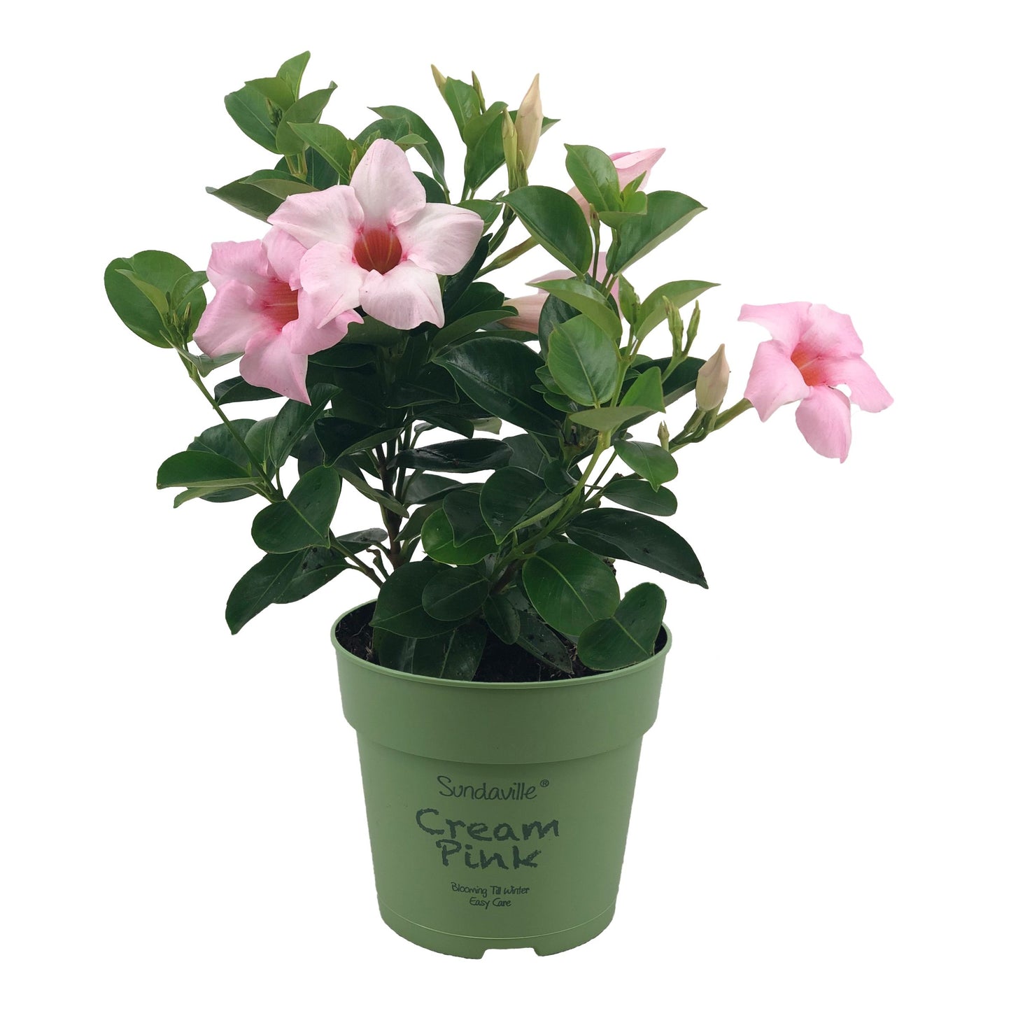 Mandevilla Cream Pink 25cm 12cm Pot