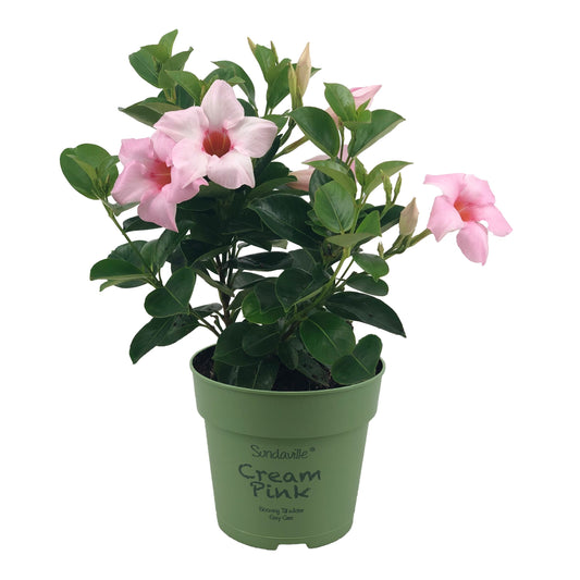 Mandevilla Cream Pink 25cm 12cm Pot