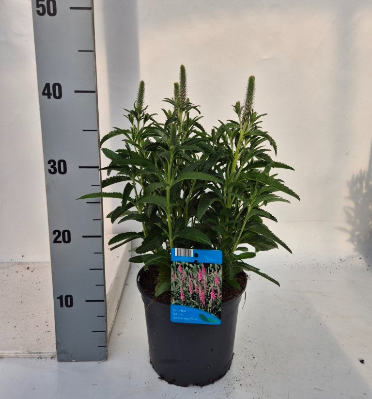 Veronica spicata 30cm 17cm Pot