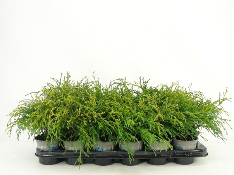 Chamaecyparis pis. Sungold 13cm 9cm Pot