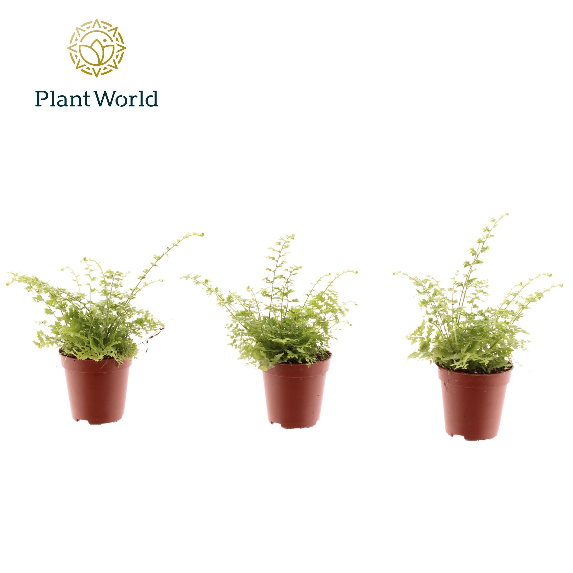 Nephrolepis Green Fantasy 15cm 505cm Pot