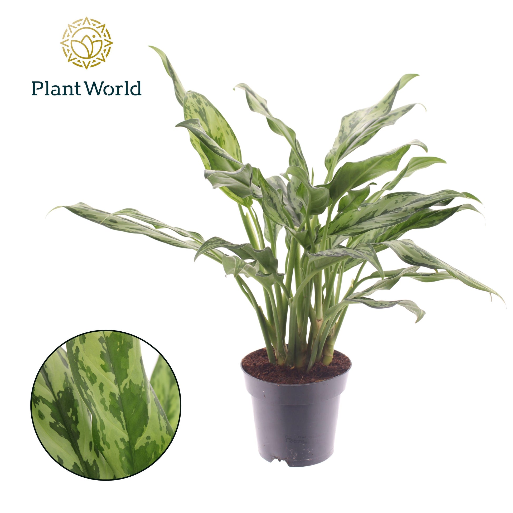 Aglaonema Juliette 50cm 14cm Pot