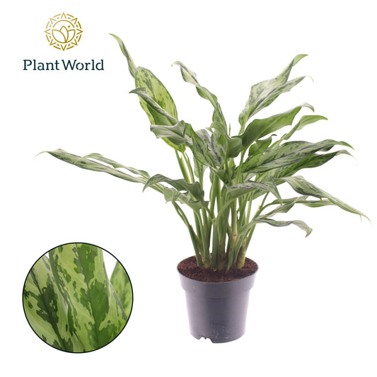 Aglaonema Juliette 50cm 14cm Pot