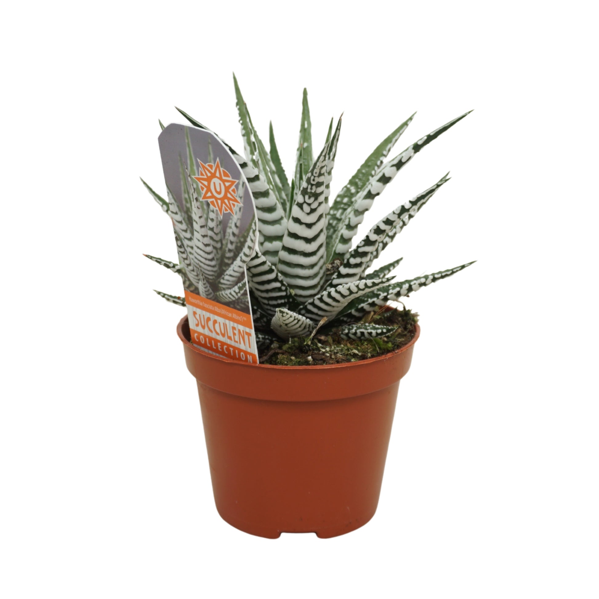Haworthia Alba 14cm Special Pot (508)