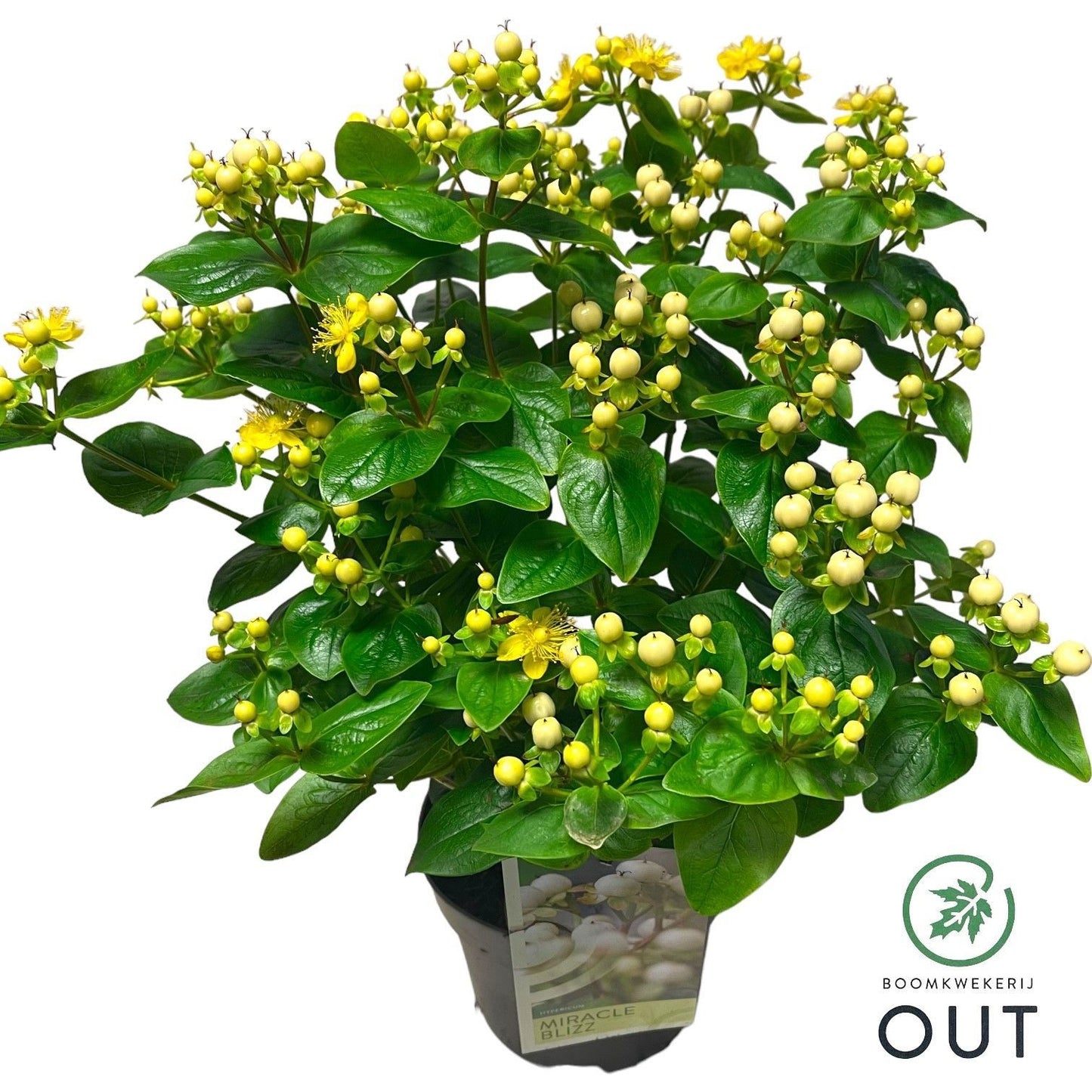 Hypericum Miracle Blizz 45cm 17cm Pot