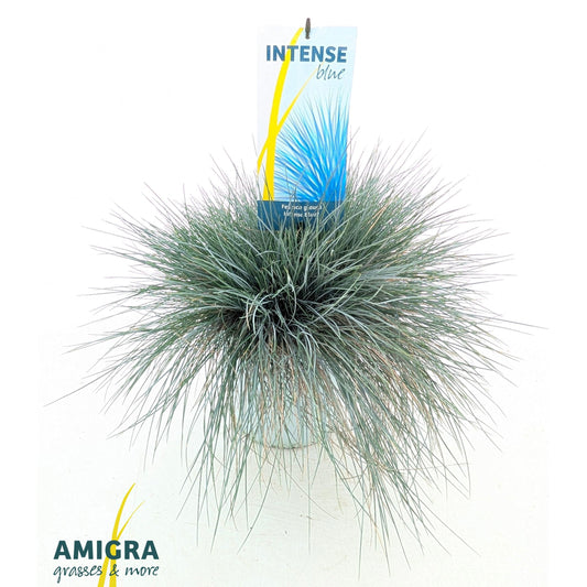 Festuca Intense Blue 45cm 23cm Pot