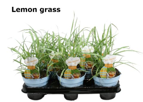 Cymbopogon Lemon gras 15cm 12cm Pot