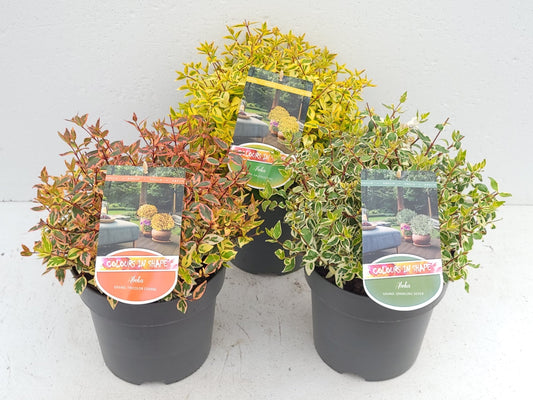 Abelia grandiflora Colours in Shape mix 35cm 23cm Pot