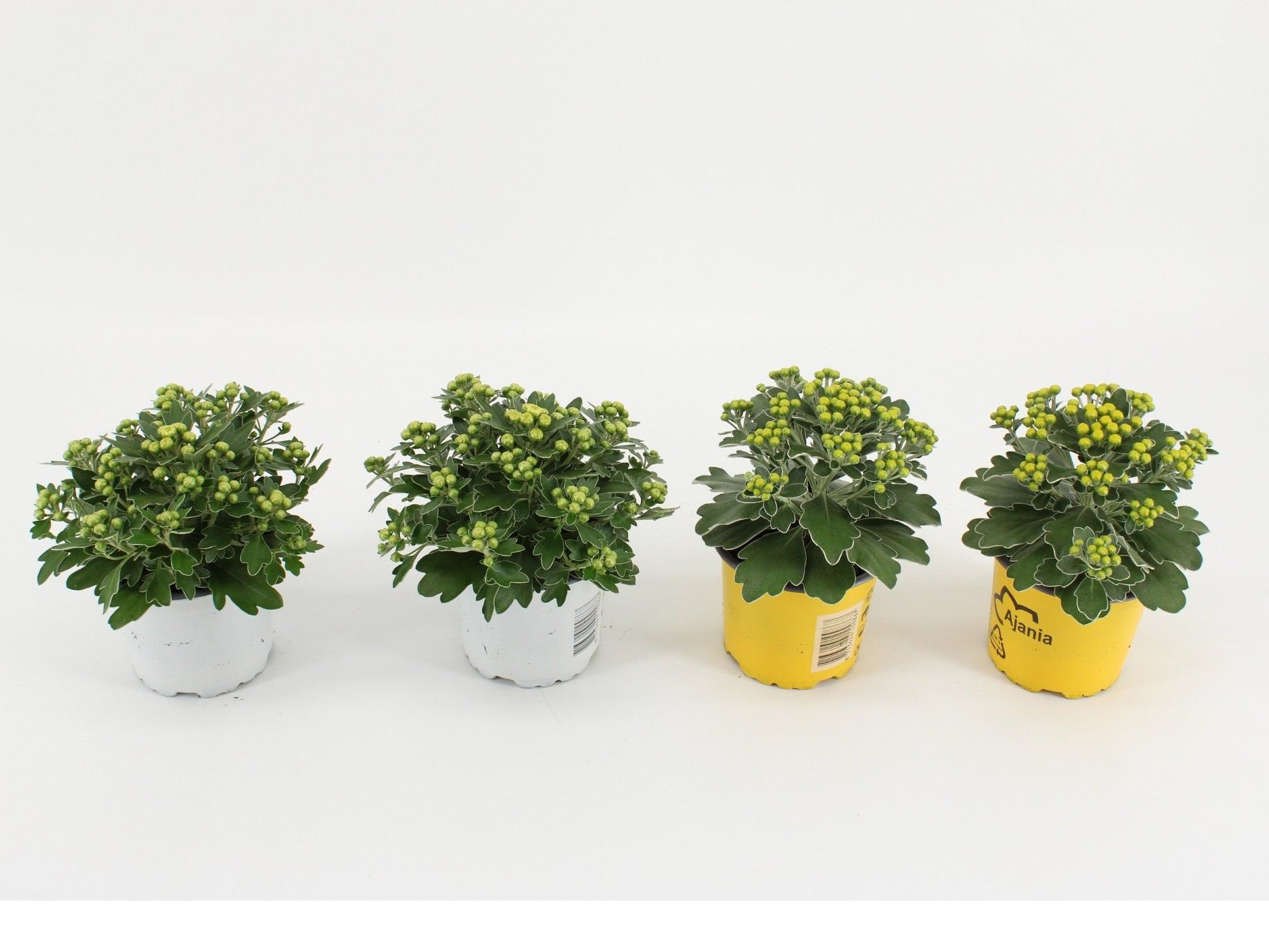 Ajania mix 15cm 510cm Pot