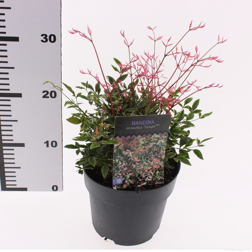 Nandina domestica Twilight 25cm 17cm Pot