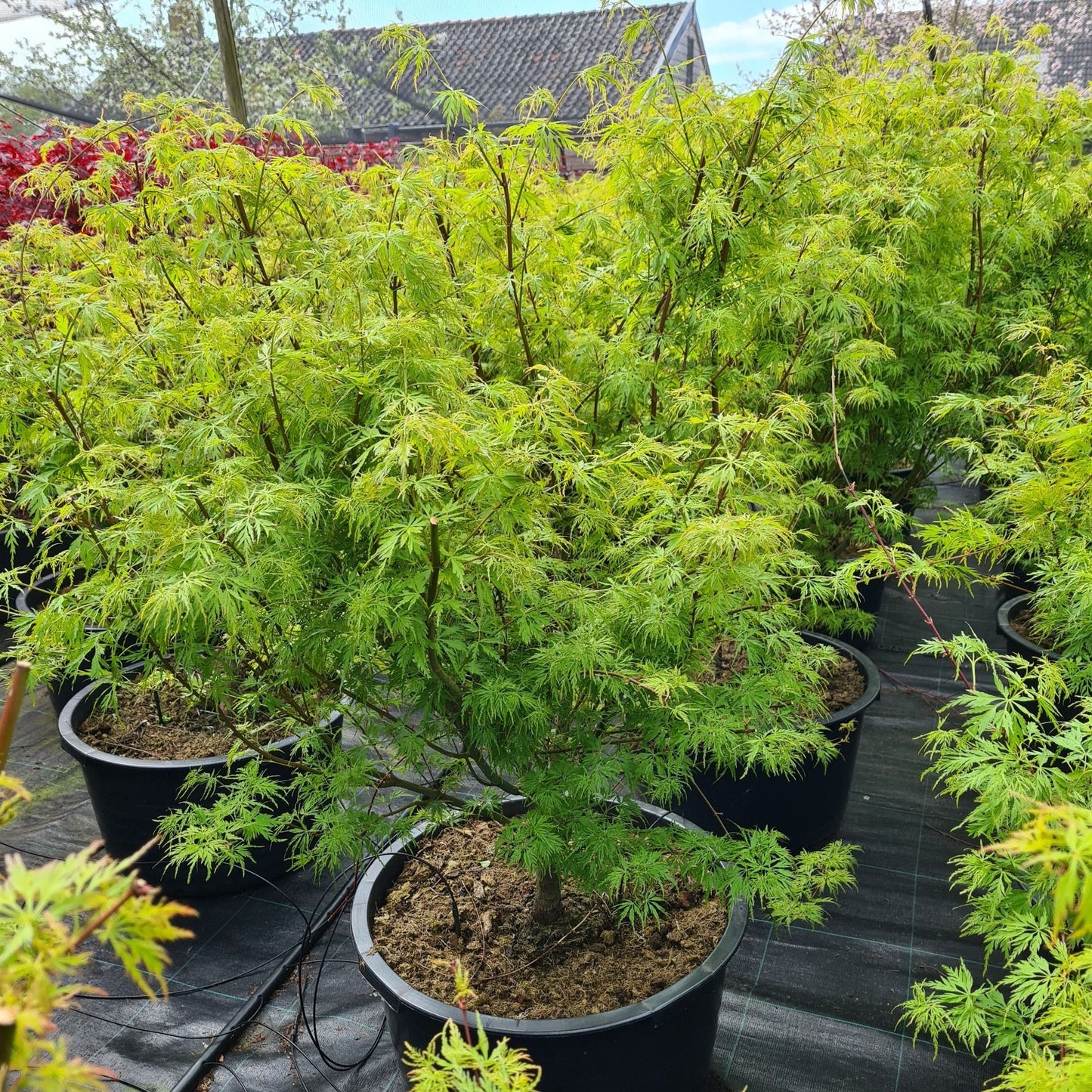 Acer Seiryu 170cm 59cm Pot