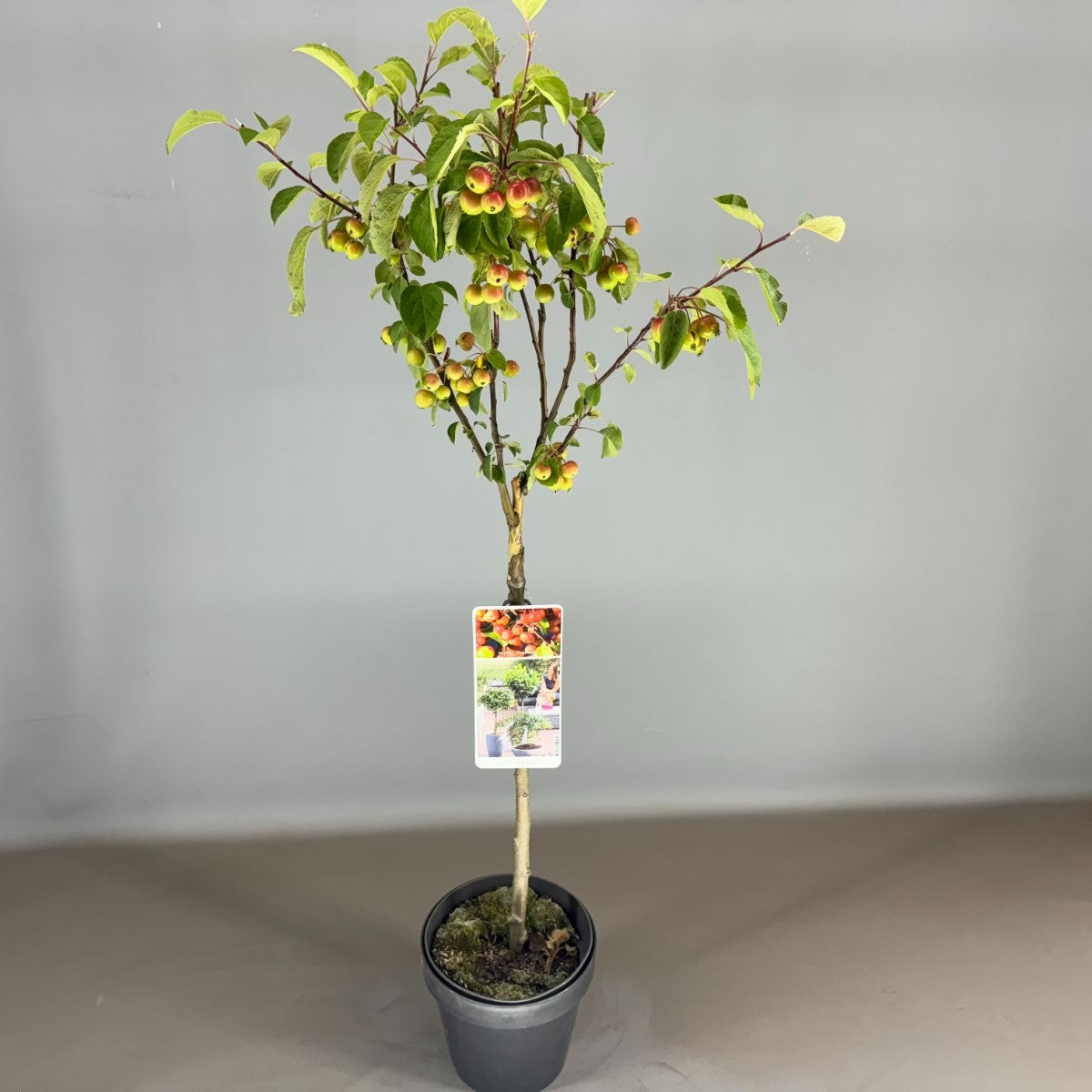 Malus Evereste 85cm 19cm Pot