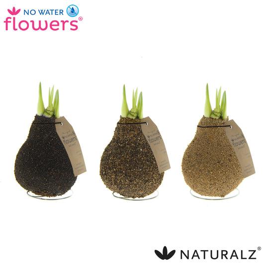 Hippeastrum Naturalz Corkz mix 15cm 998cm Pot