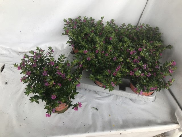 Cuphea hyssopifolia 20cm 11cm Pot