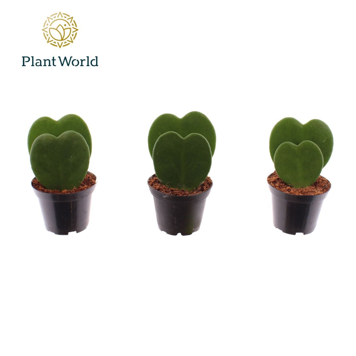 Hoya kerrii Double 13cm 7cm Pot