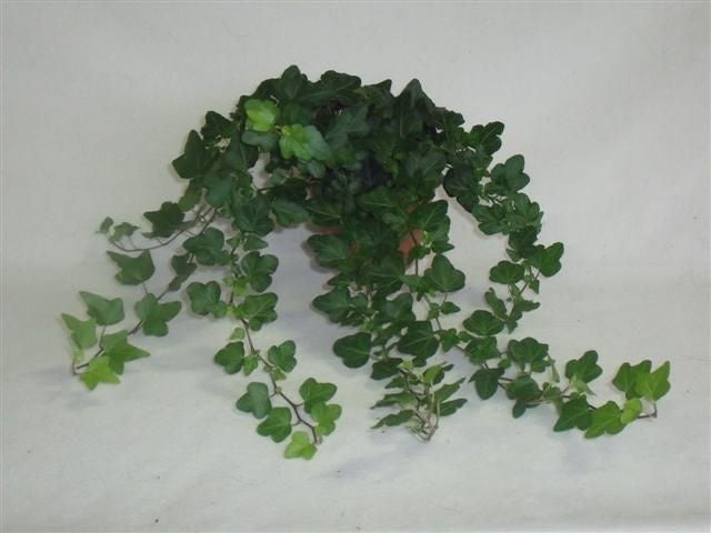 Hedera helix Wonder 13cm Pot