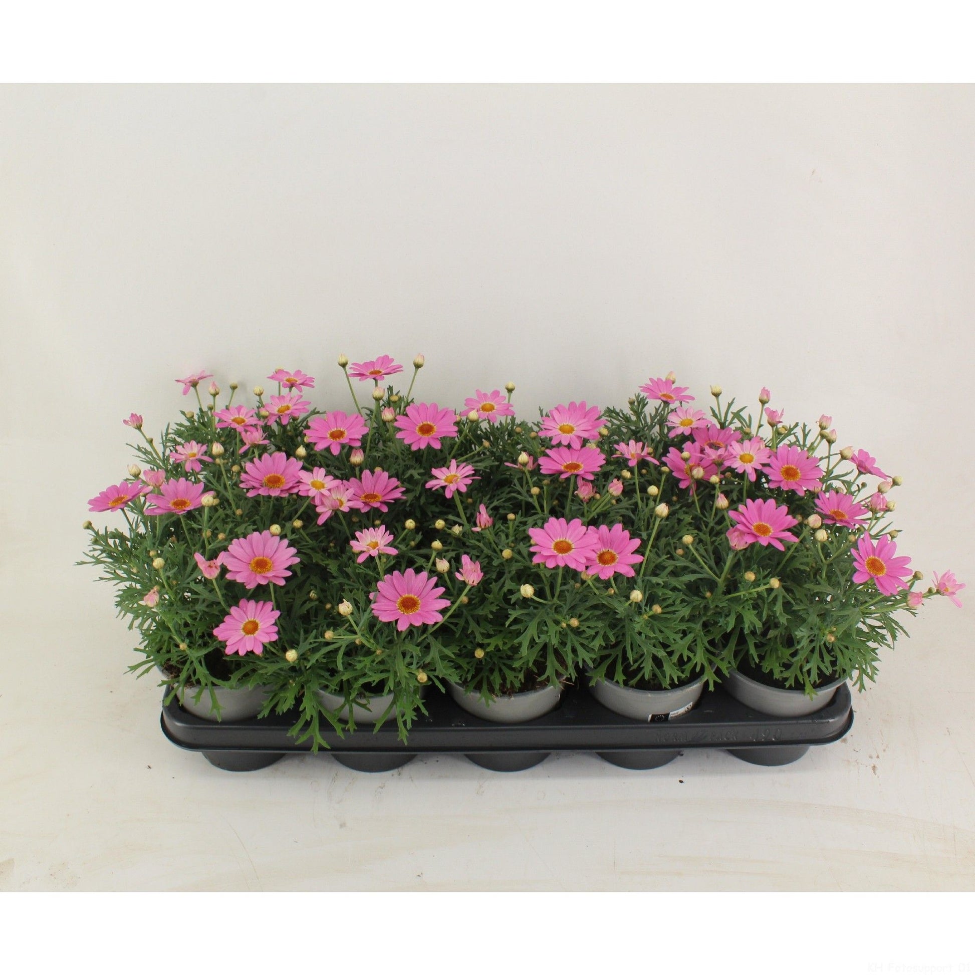 Argyrathemum Simba Pink with Eye 28cm 12cm Pot
