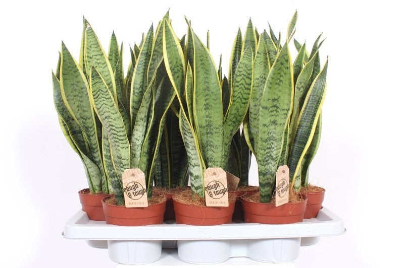 Sansevieria Laurentii 50cm 14cm Pot