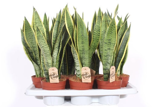 Sansevieria Laurentii 50cm 14cm Pot