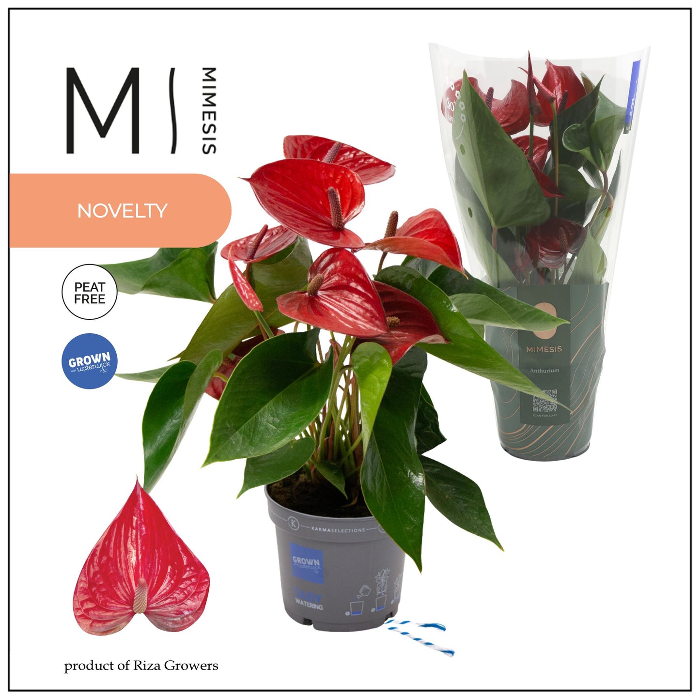 Anthurium Picanta Red 47cm 12cm Pot