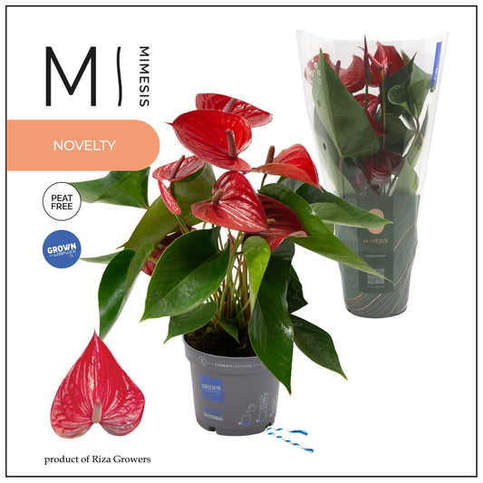 Anthurium Picanta Red 47cm 12cm Pot