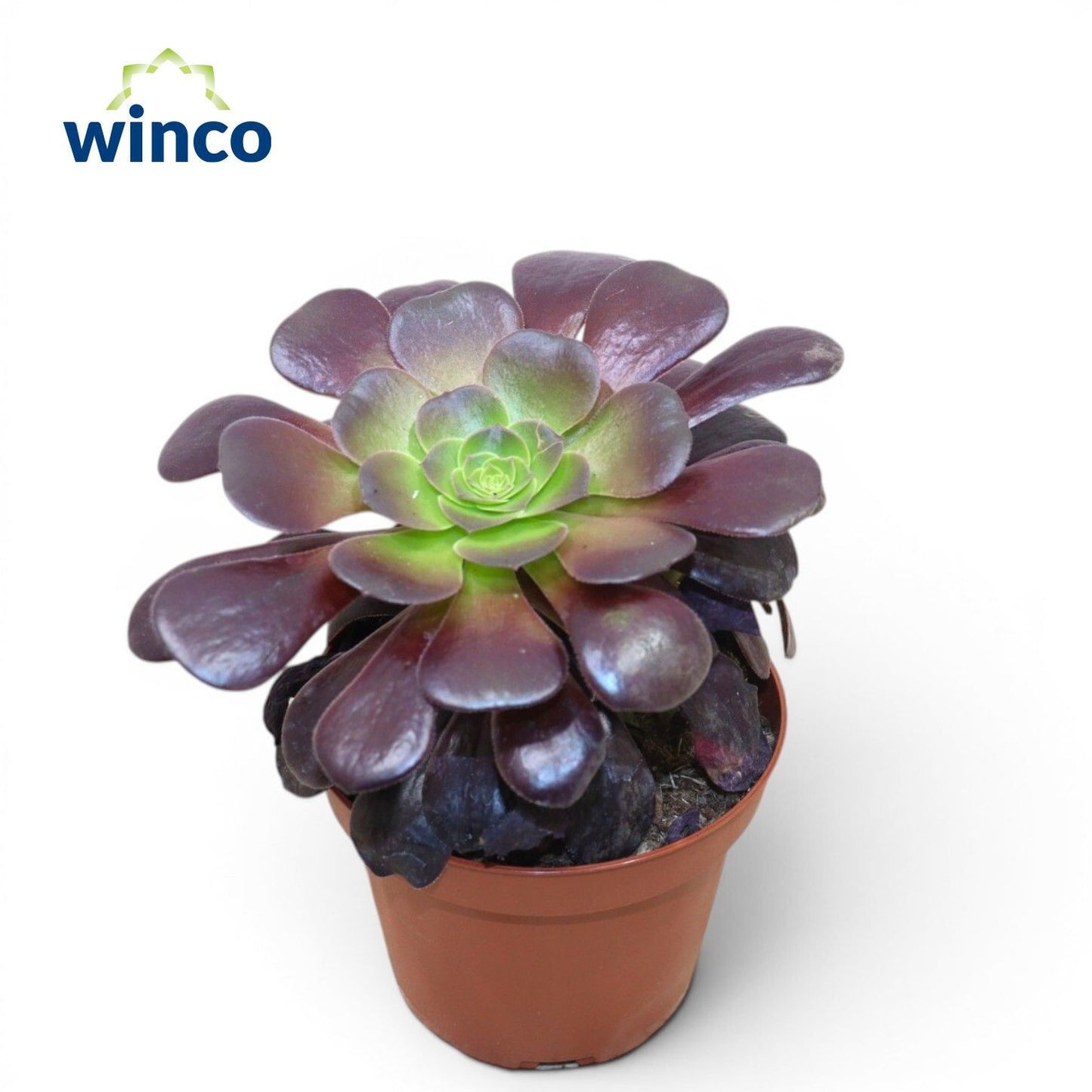 Aeonium arboreum Velours 25cm 12cm Pot
