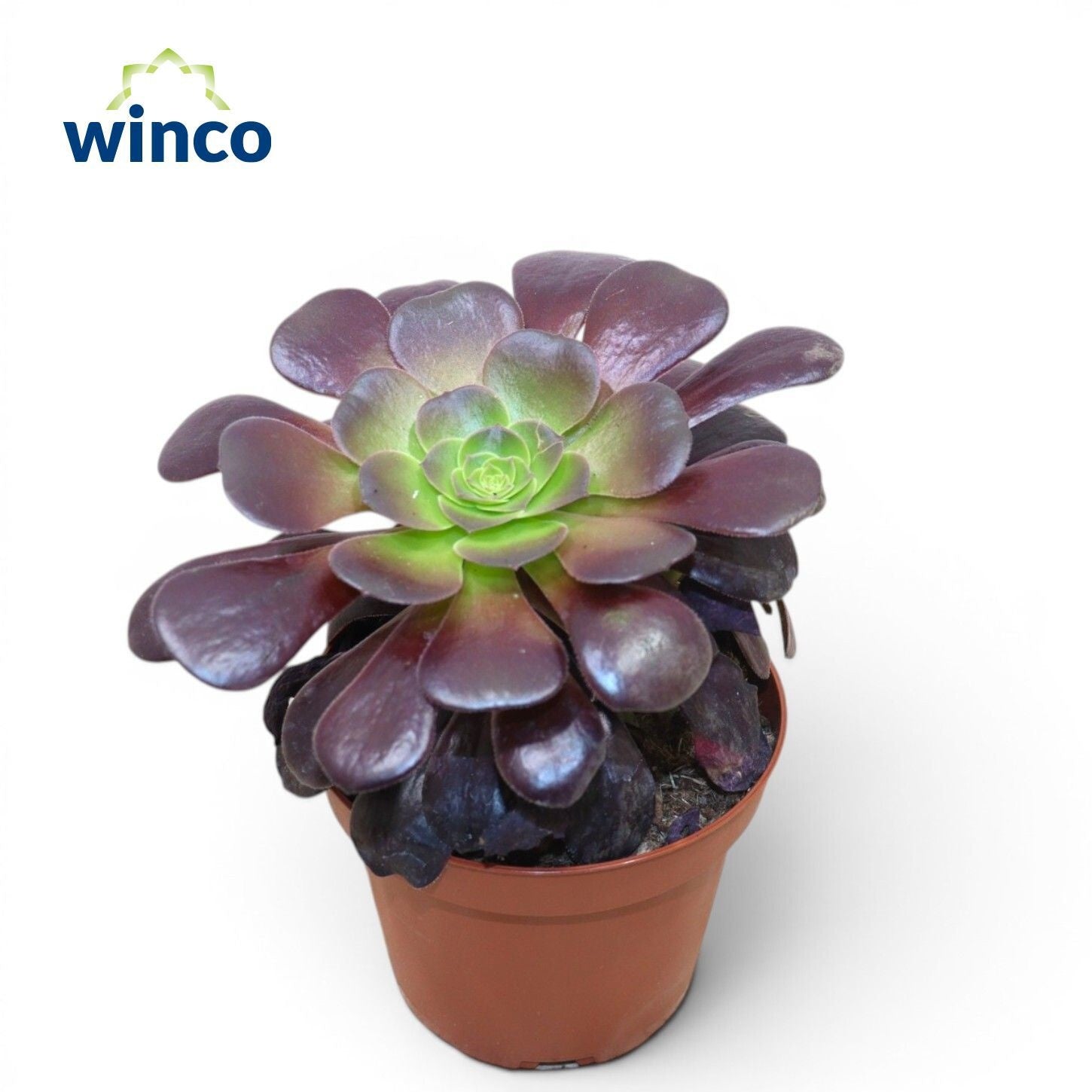 Aeonium arboreum Velours 25cm 12cm Pot