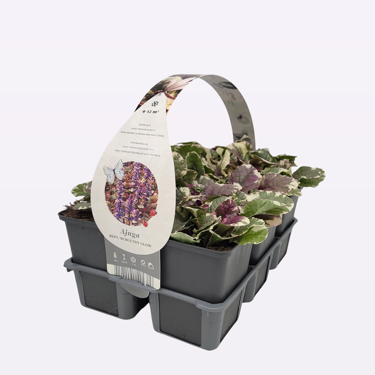 Ajuga rep. Burgundy Glow 10cm 9cm Pot