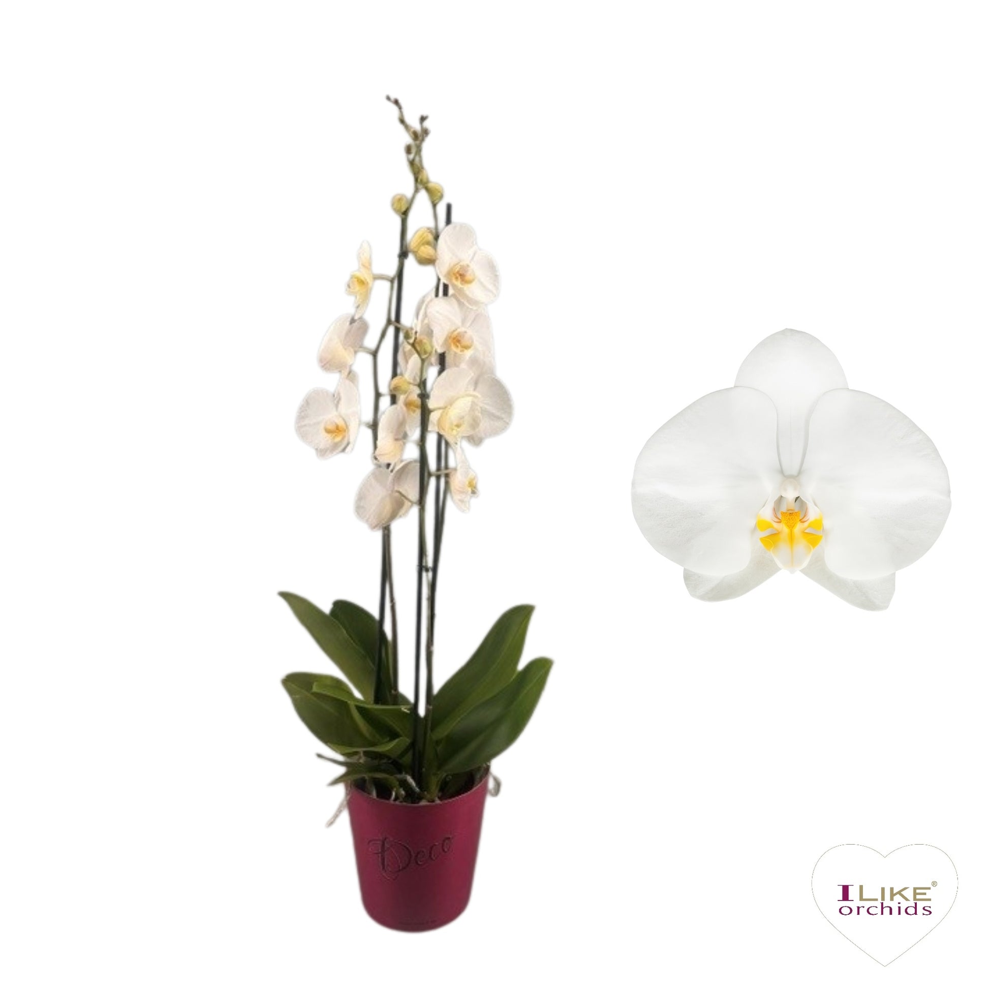 Levoplant BV Phalaenopsis Oxford Pack of 6