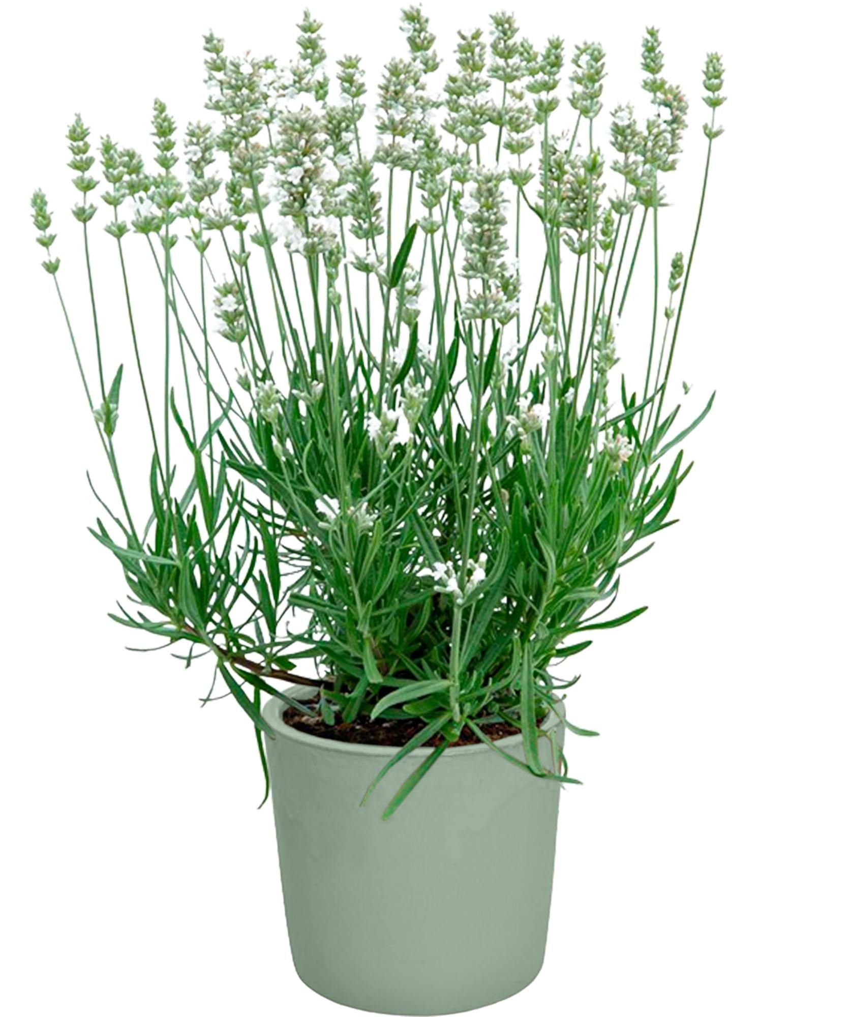 Lavandula ang. BeeZee Pink 35cm 19cm Pot