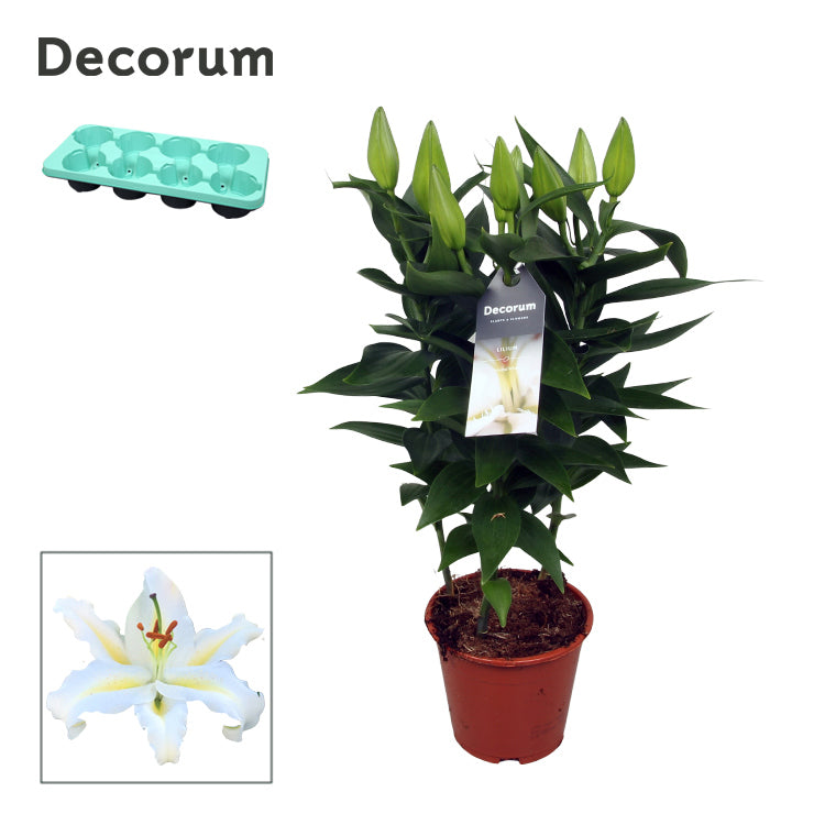 Lilium az. Golden Matrix 40cm 13cm Pot