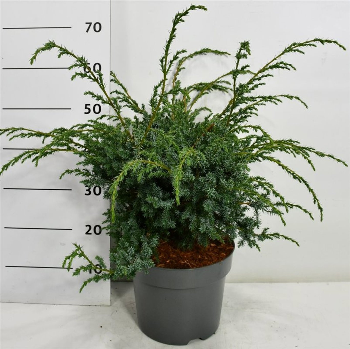 Juniperus chin. Blue Alps 60cm 26cm Pot