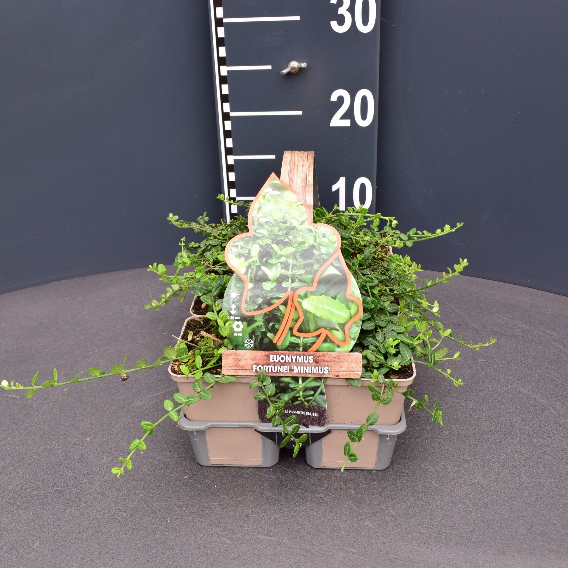 Euonymus Minimus 6-pack 5cm 9cm Pot
