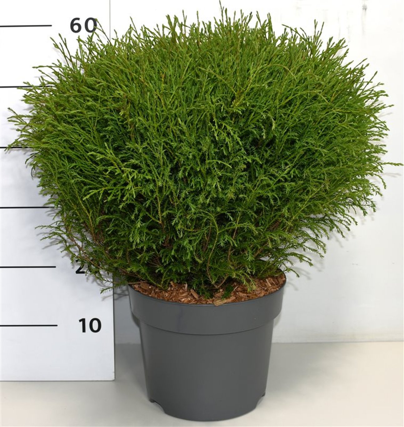 Thuja occidentalis Mr. Bowling Ball 70cm 26cm Pot