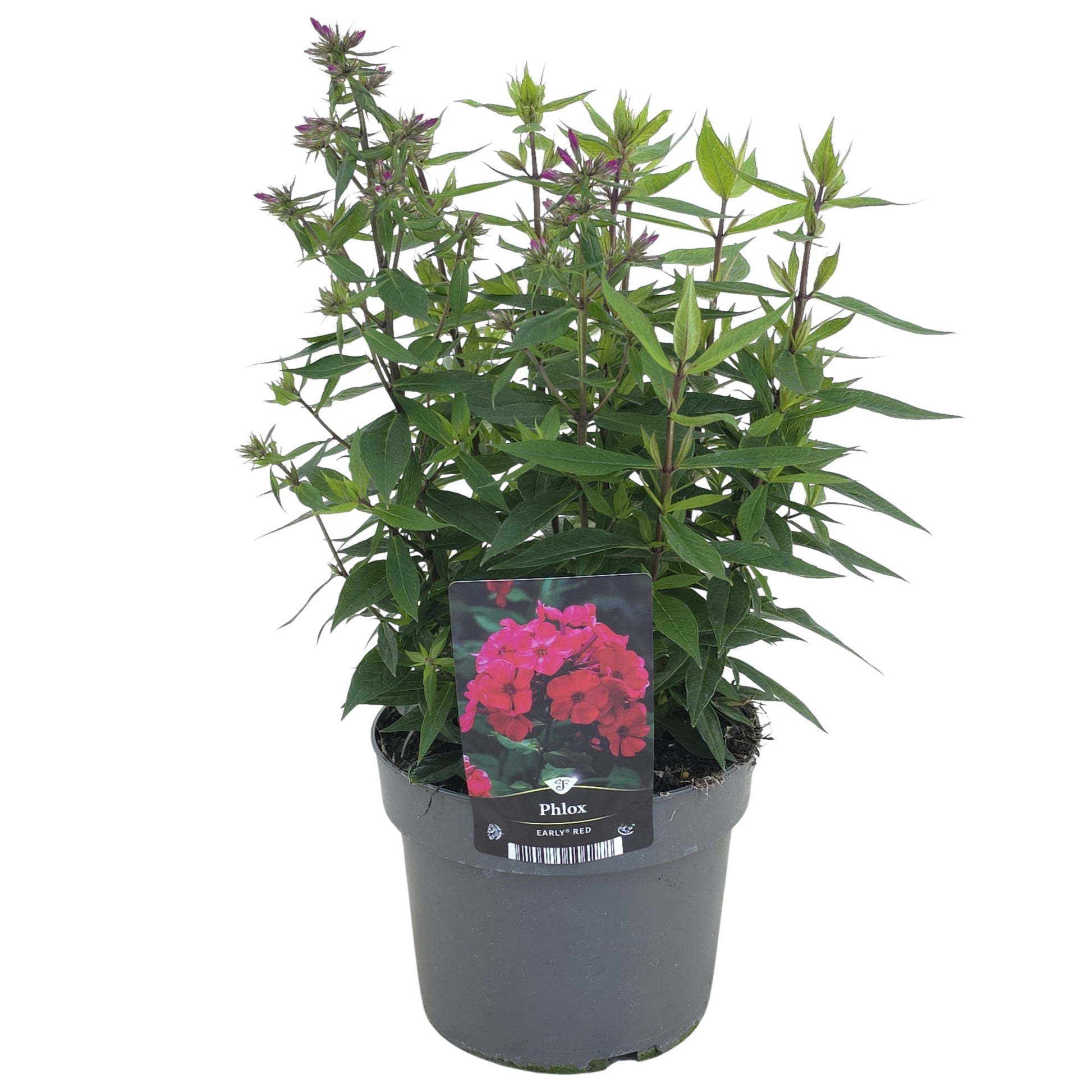Phlox paniculata Early Red 40cm 17cm Pot