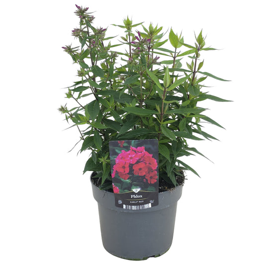 Phlox paniculata Early Red 55cm 17cm Pot
